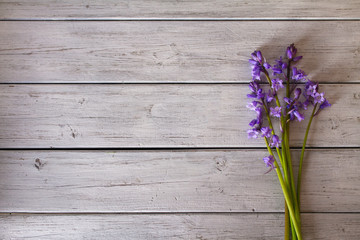 Layout made of purple bell flowers. Spring flower background, view from above