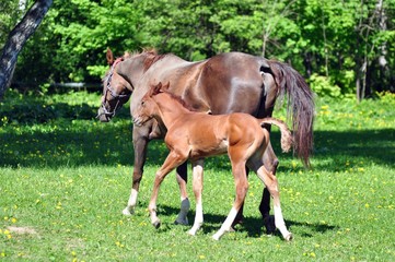 Obraz premium Arab mare and foal walk on the grass