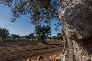 Olive grove, Apulia, Southern Italy