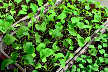 Arugula seedlings close up growing on the windowsill
