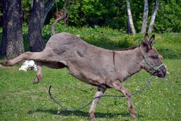 The grey donkey kicks with its hind legs