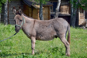 Exterior of the grey donkey