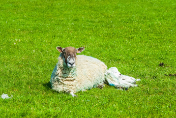 Obraz premium sheep and its lamb in a field in Springtime UK