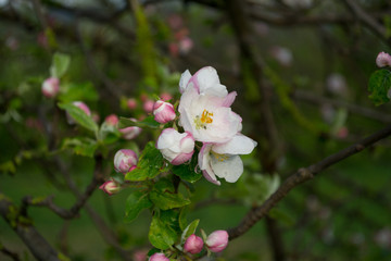 Beautiful spring flowers in the garden. Blossoms on a tree.