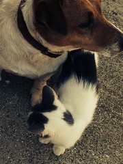 Close-up High Angle View Of A Dog And Cat