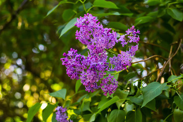 Bright blooming lilacs against the background of green leaves and twigs.
