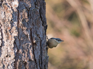 Close up wood Nuthatch or Eurasian nuthatch, climbing on larch tree trunk with head down. Green bokeh background, copy space.
