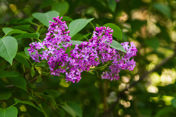 Bright blooming lilacs against the background of green leaves and twigs.