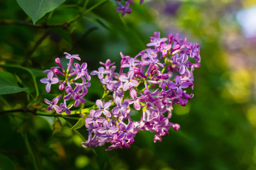 Bright blooming lilacs against the background of green leaves and twigs.
