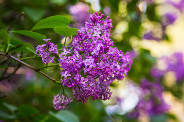 Obraz premium Bright blooming lilacs against the background of green leaves and twigs.