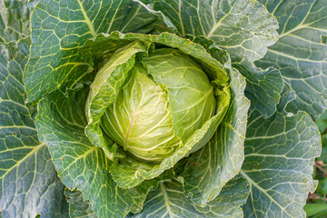 green cabbage in the garden