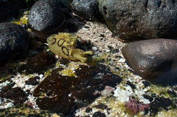 sea sneal canarian islands
