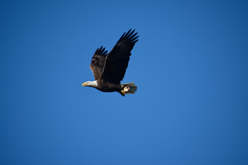 Obraz premium Bald eagle flying with a captured fish.