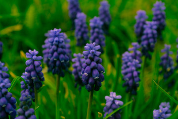 Beautiful spring flowers in the garden. Blossoms on a tree.