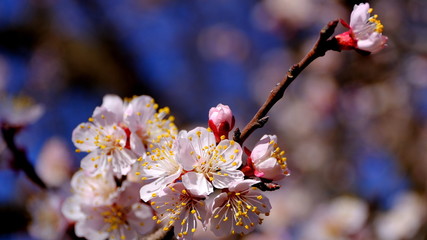 
Branch of flowering plum
Floral background for web design.