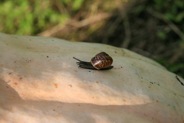 Brown snail on a pumpkin