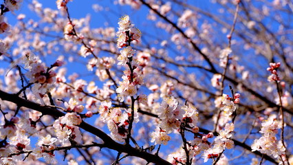 
Branch of flowering plum
Floral background for web design.
