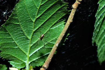 Close-up of a Neriene Radiata

Close-up of a Neriene Radiata, a native weaver. It sits under a leaf and waits for prey