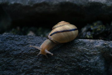 Little snail crawling in the palm of your hand.