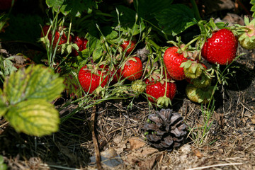 Strawberries in a garden with an acorn