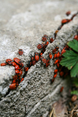 Red bugs in a crack in a concrete