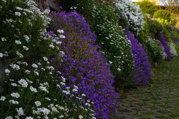 Obraz premium Beautiful spring flowers in the garden. Blossoms on a tree.