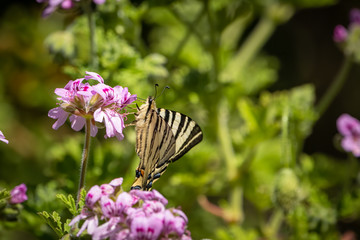Scarce Swallowtail butterfly on pink flower