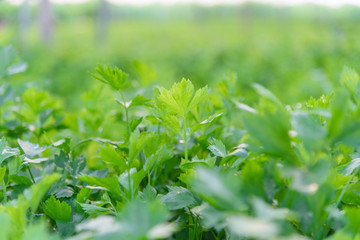 Fototapeta na wymiar Close up to Fresh green Celery field