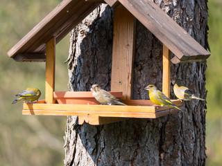 Group of couple male and female European greenfinch, Chloris chloris bird perched on the bird feeder table with sunflower seed. Bird feeding concept. Selective focus.
