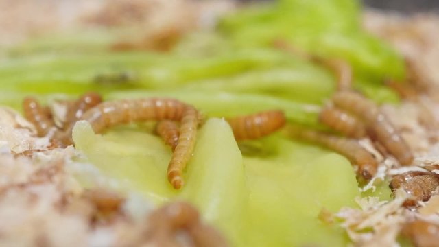 A time-lapse video of a worm eating cabbage