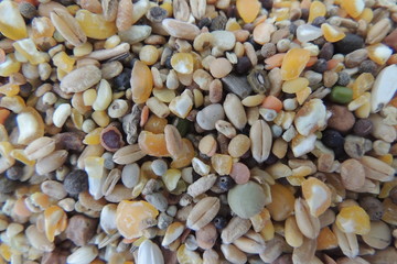 Mix Bird Seeds (colorful)