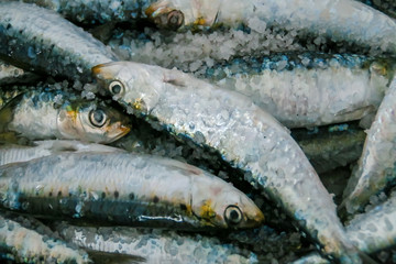 Sardinas frescas con sal antes de ser cocinadas a la barbacoa.