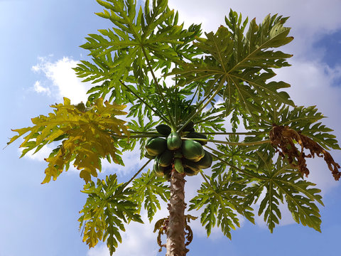 
papaya palm tree with fruits on blue sky background