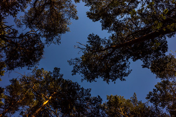 Baumkronen. Blick in Richtung Himmel.