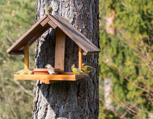 Group of couple male and female European greenfinch, Chloris chloris bird perched on the bird feeder table with sunflower seed. Bird feeding concept. Selective focus.