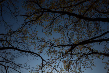 Baumkronen. Blick in Richtung Himmel.