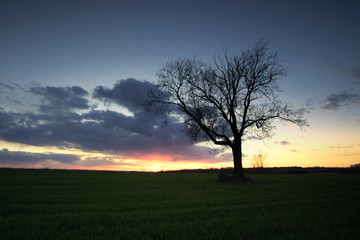 Fototapeta na wymiar Drzewo zachód słońca