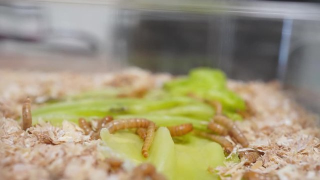 A time-lapse video of a worm eating cabbage