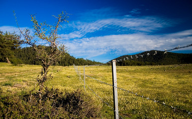 landscape with a fence