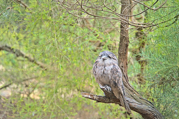 Tawny frogmouth owl in the Serendip Sanctuary