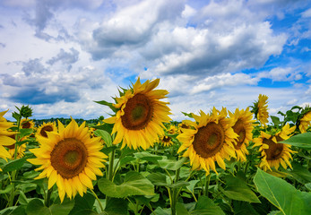 Beautiful sunflower field against picturesque cloudy sky