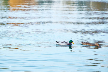 Ducks, male and female swim in the river