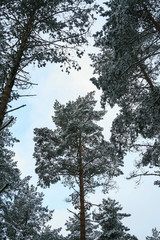 Snowy pine tree against a sky