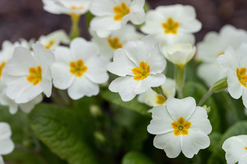 Naklejka na ściany i meble Perennial primrose or primula in the spring garden. Spring primroses flowers, primula polyanthus, white primroses in spring woods.