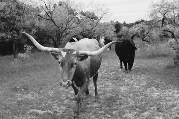 Texas longhorn cow walking through rural pasture in black and white, with herd of cattle.