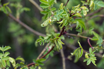 Obraz premium Close-up of a spring fresh young leaf on a tree branch. The concept of the awakening of nature, the spring sowing season.