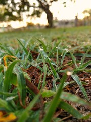 green grass in the garden