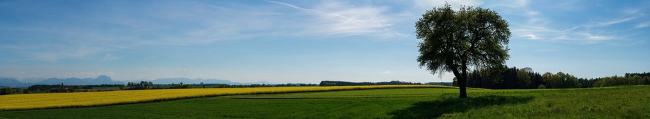 Baum mit hügeliger Landschaft in Oberösterreich Panorama