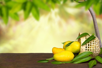 Mango fruit in basket with leavs on wooden table with mango tree farm and sunlight background
