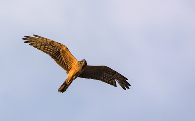 Montagu's Harrier (Circus pygargus). Greece